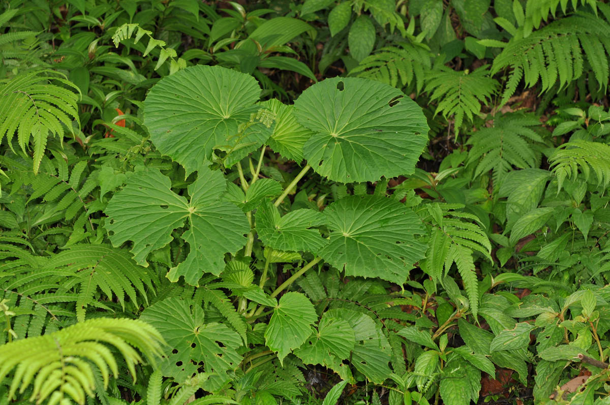 B. pseudolateralis